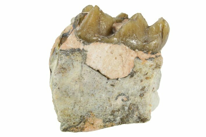 Fossil Horse (Mesohippus) Jaw Section - South Dakota #365249